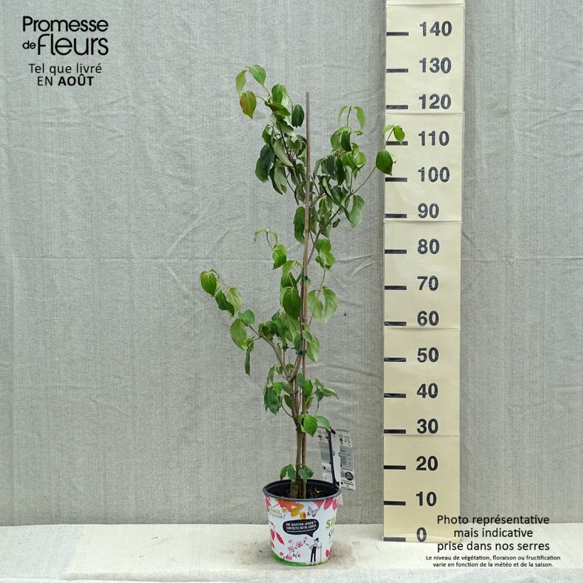Cornus kousa subsp. chinensis Great Star - Flowering Dogwood 4L/5L pot sample as delivered in summer