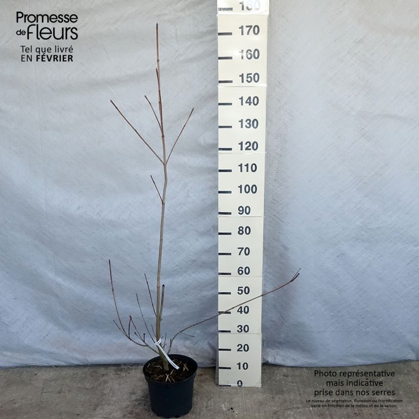 Cornus Venus - Flowering Dogwood sample as delivered in winter