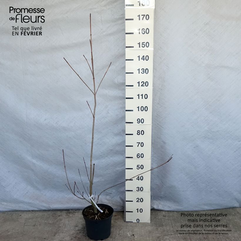 Cornus Venus - Flowering Dogwood 7.5L/10L pot sample as delivered in winter