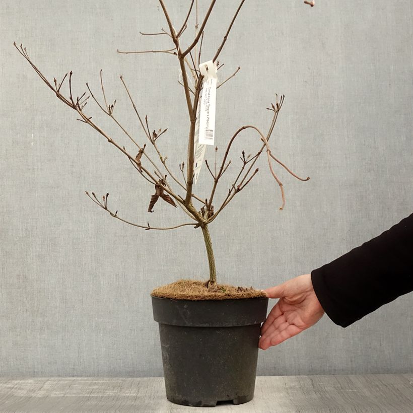 Cornus kousa Weavers Weeping - Flowering Dogwood 6L/7L pot sample as delivered in autumn