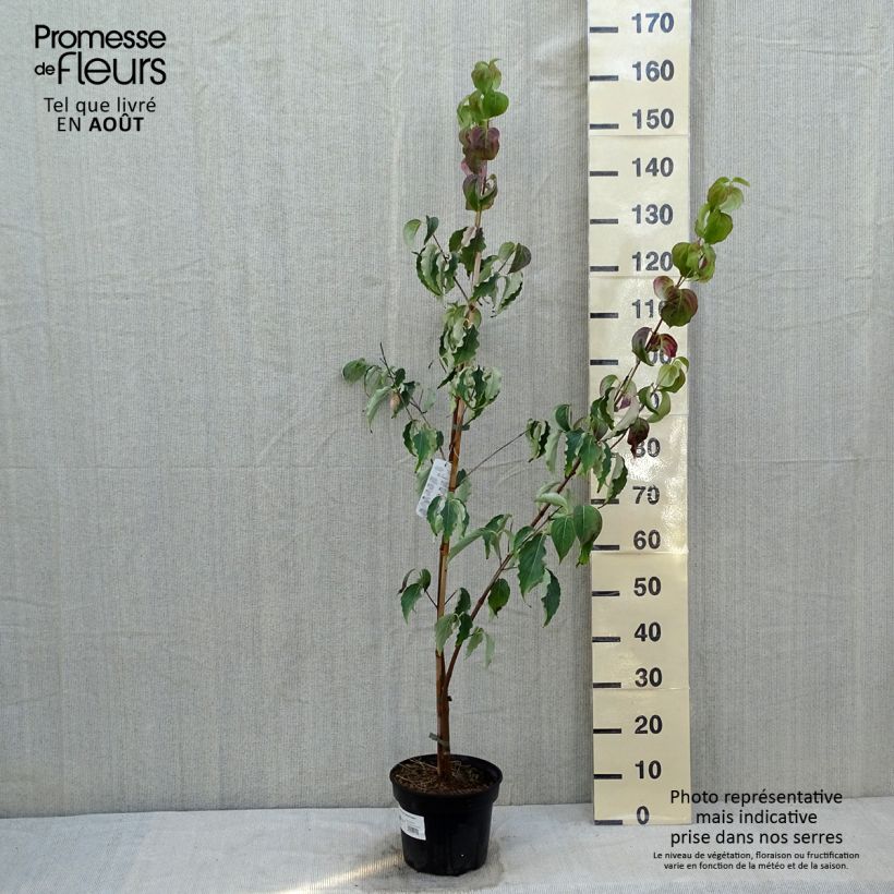 Cornus kousa Weisse Fontaine - Flowering Dogwood 4L/5L pot sample as delivered in summer