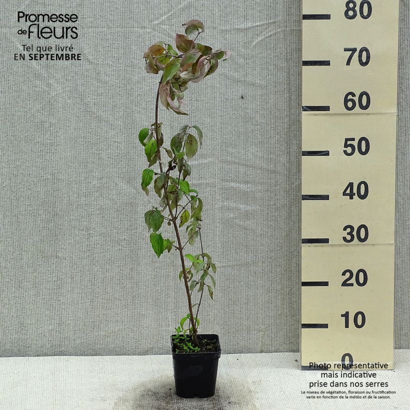 Cornus mas - European Cornel 1.5L/2L pot sample as delivered in summer