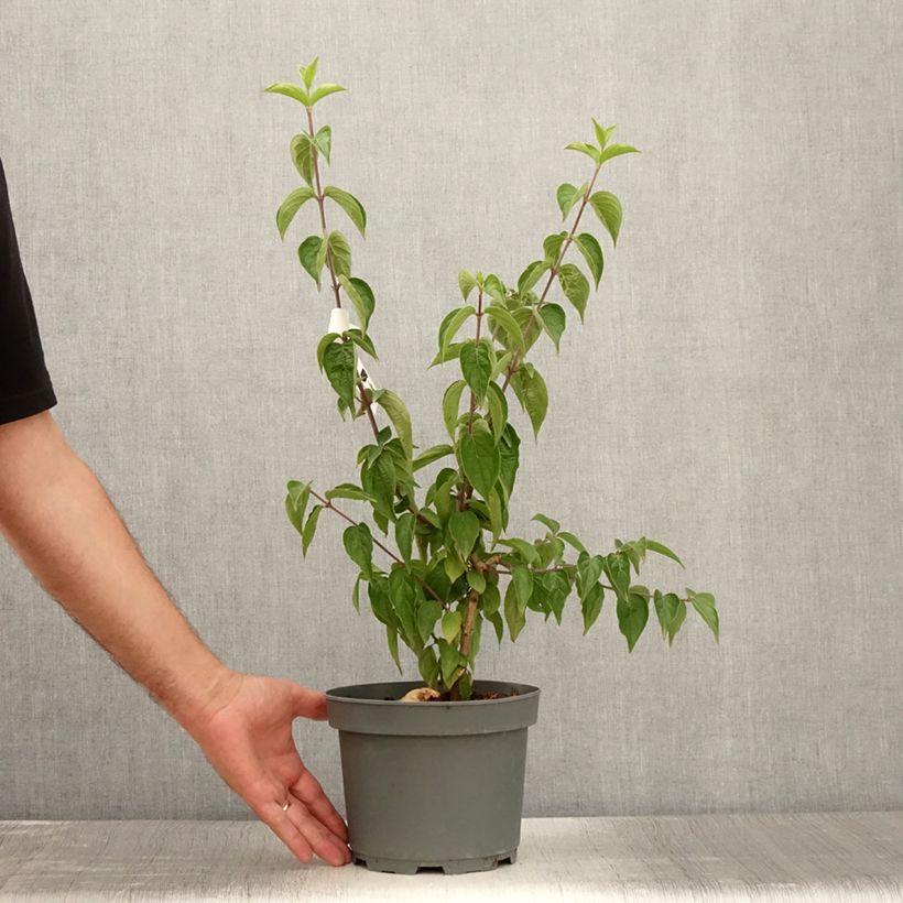 Cornus mas - European Cornel 2L/3L pot sample as delivered in summer