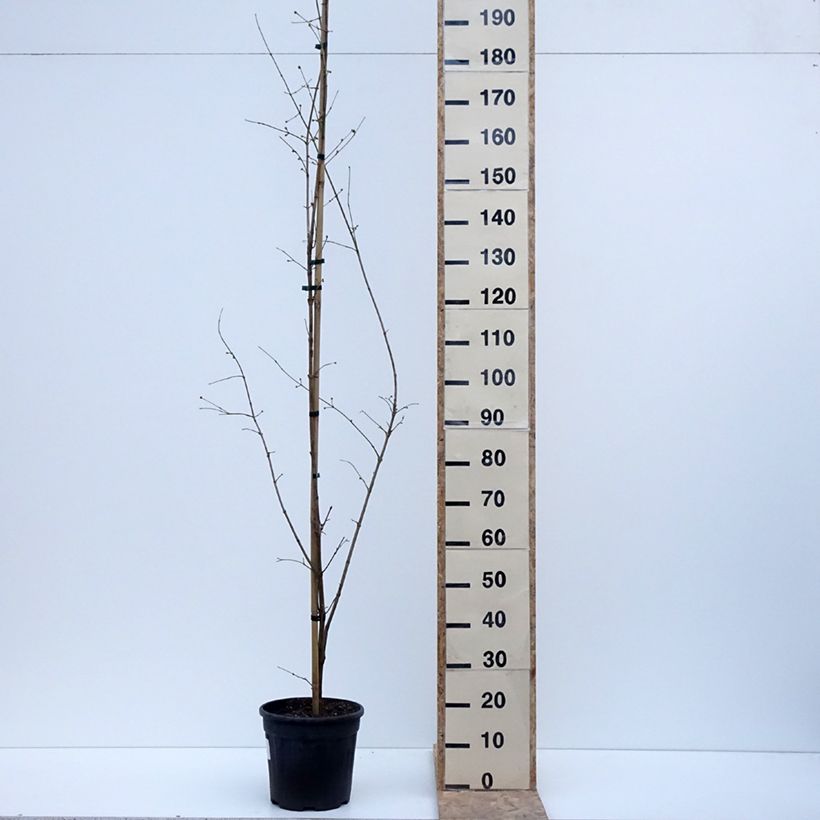 Cornus mas Florianka - European Cornel 7.5L/10L pot sample as delivered in winter