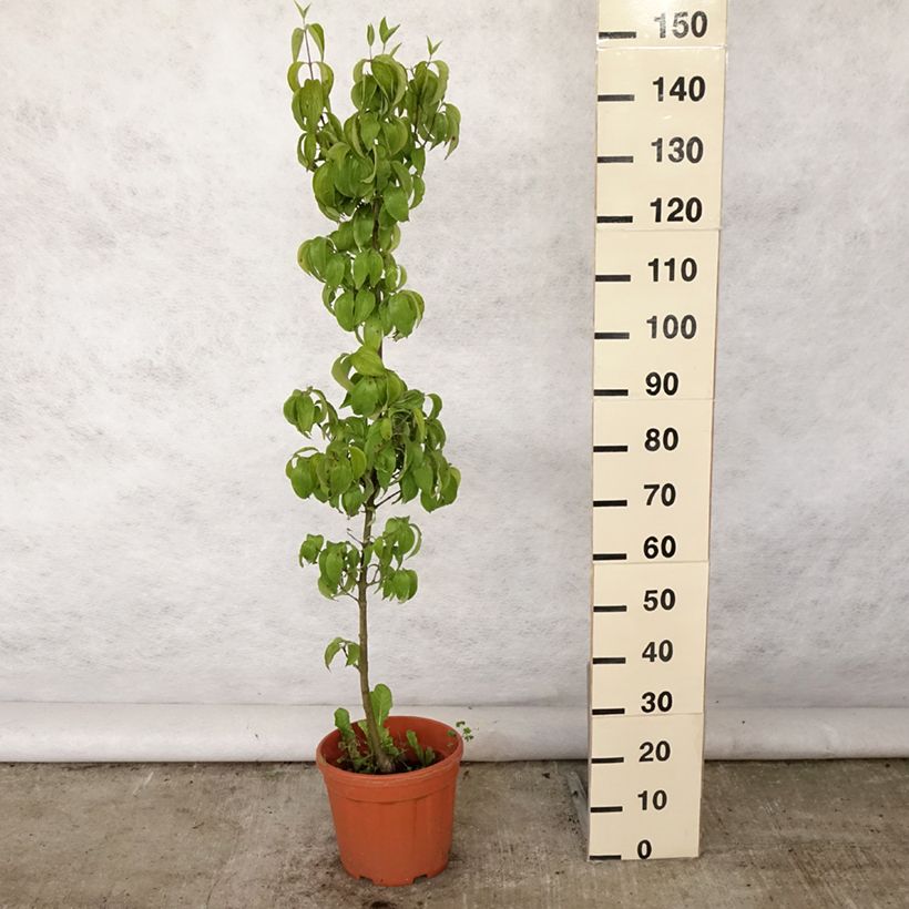 Cornus mas Kasanlak - European Cornel 7.5L/10L pot sample as delivered in summer