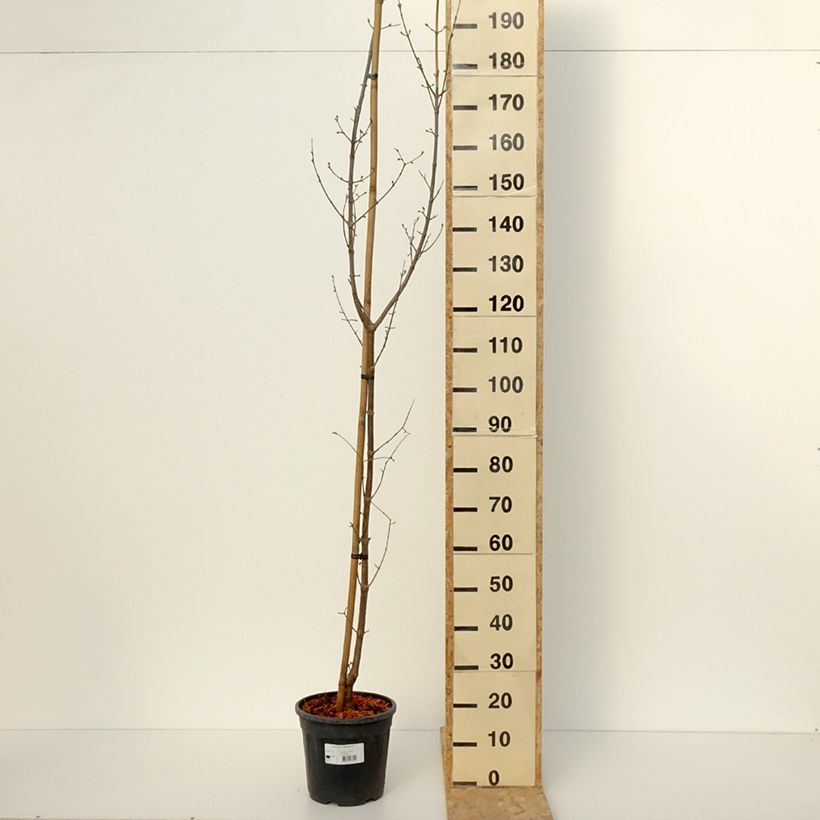 Cornus mas Pancharevo - European Cornel 7.5L/10L pot sample as delivered in winter