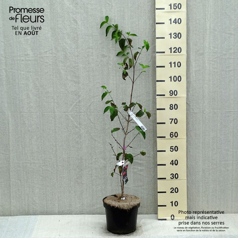 Cornus mas Schönbrunner Gourmet Dirndl - European Cornel 7.5L/10L pot sample as delivered in summer