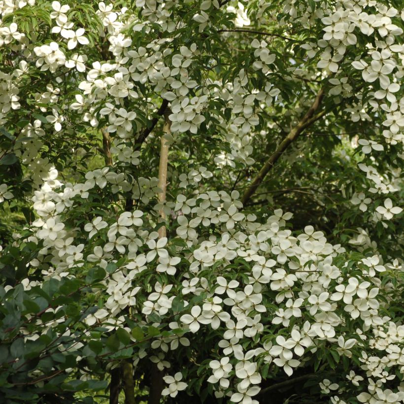 Cornus Norman Hadden - Flowering Dogwood (Plant habit)