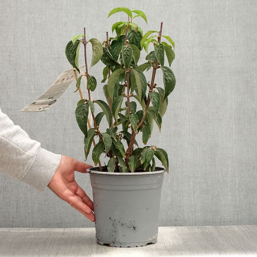 Cornus officinalis - Japanese Cornelian Cherry 3L/4L pot sample as delivered in summer