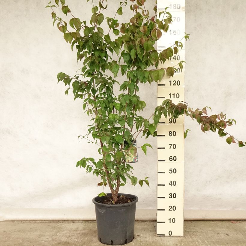 Cornus officinalis Robins Pride - Japanese Cornelian Cherry 20L/25L pot sample as delivered in summer