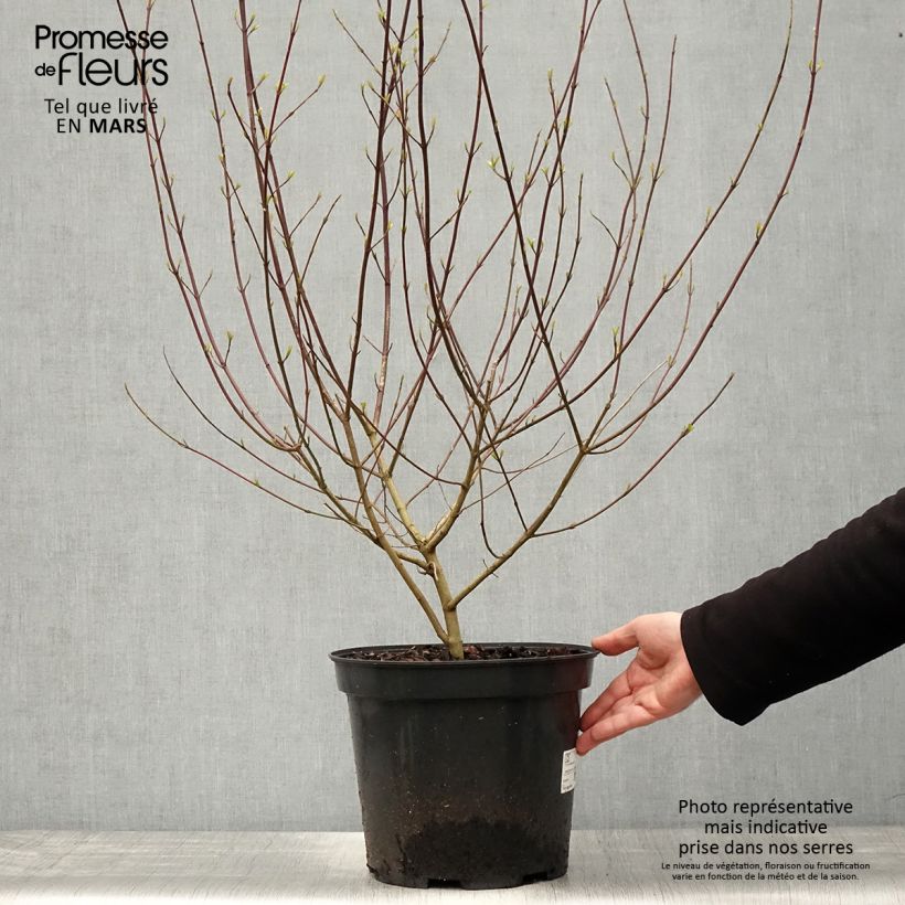 Common Dogwood - Cornus sanguinea 7.5L/10L pot sample as delivered in spring