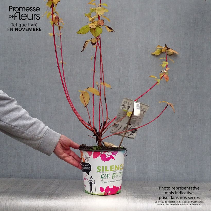 Cornus sanguinea Magic Flame - Common Dogwood 4L/5L pot sample as delivered in autumn