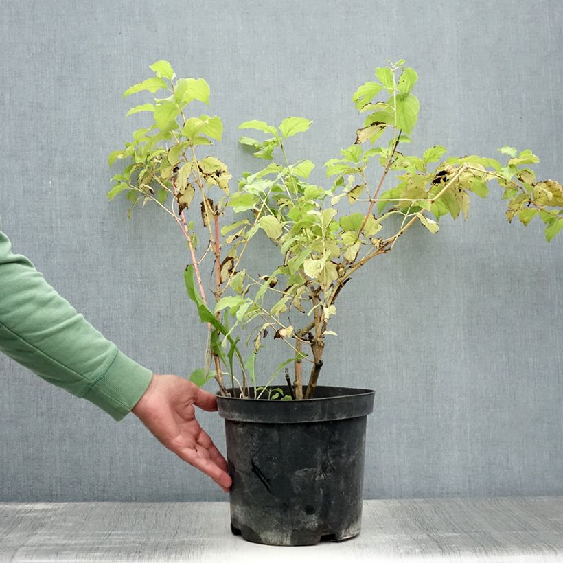 Cornus sanguinea Winter Beauty - Common Dogwood 7.5L/10L pot sample as delivered in summer