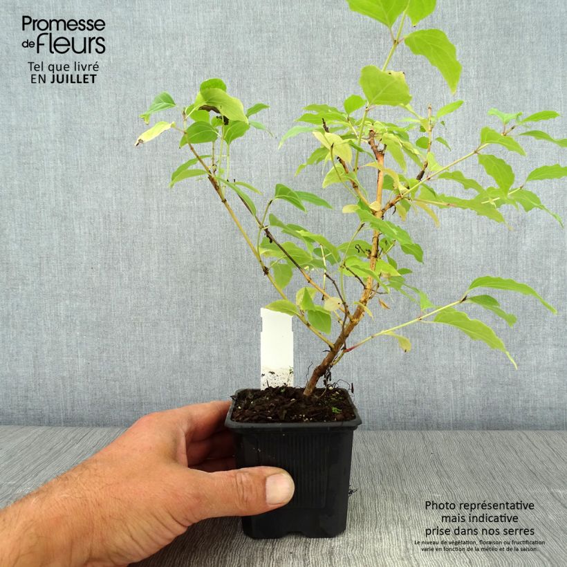 Cornus sanguinea Winter Beauty - Common Dogwood 8/9 cm pot sample as delivered in summer