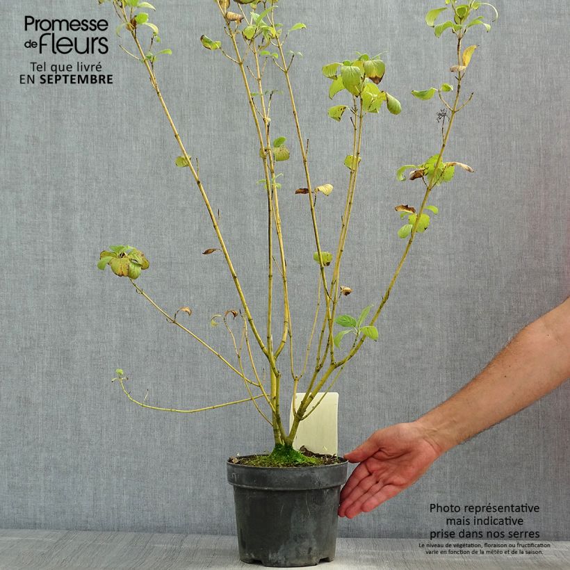 Cornus sericea Budds Yellow - Stoloniferous Dogwood 3L/4L pot sample as delivered in summer