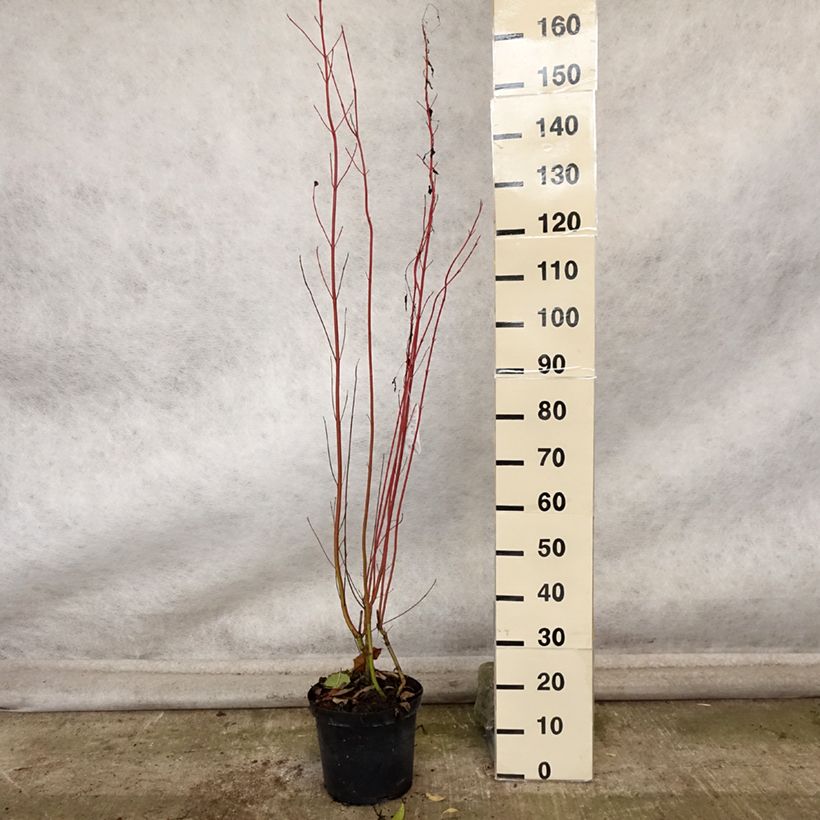 Cornus sericea Cardinal - Stoloniferous Dogwood 7.5L/10L pot sample as delivered in autumn
