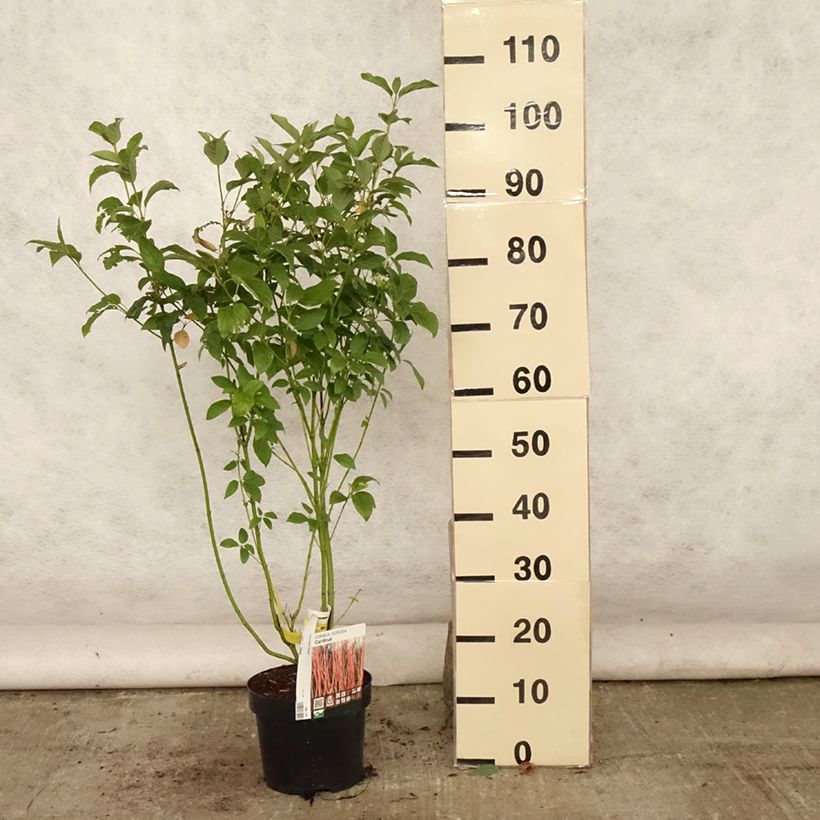 Cornus sericea Cardinal - Stoloniferous Dogwood 2L/3L pot 60/80cm sample as delivered in summer