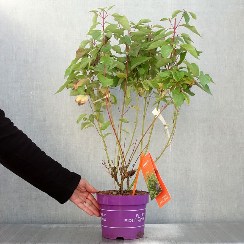 Cornus sericea Firedance - Red osier dogwood 3L/4L pot sample as delivered in autumn
