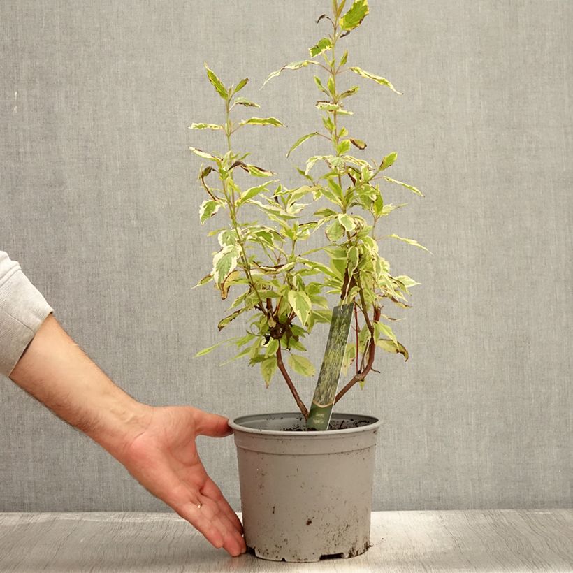 Cornus sericea Hedgerow's Gold - Red osier dogwood 3L/4L pot sample as delivered in autumn