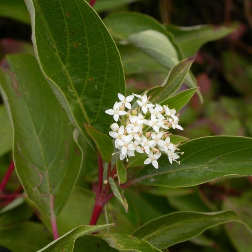 Cornus stolonifera Kelseyi - Stoloniferous Dogwood (Flowering)