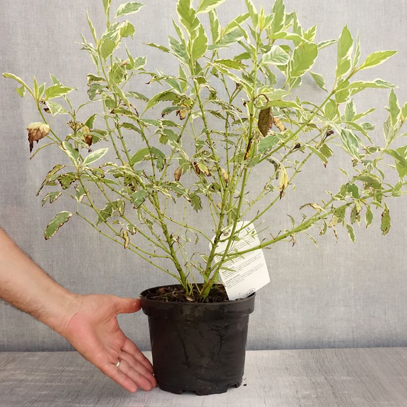 Cornus sericea White Gold - Stoloniferous Dogwood 3L/4L pot sample as delivered in summer