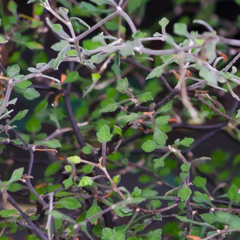 Corokia cotoneaster (Foliage)