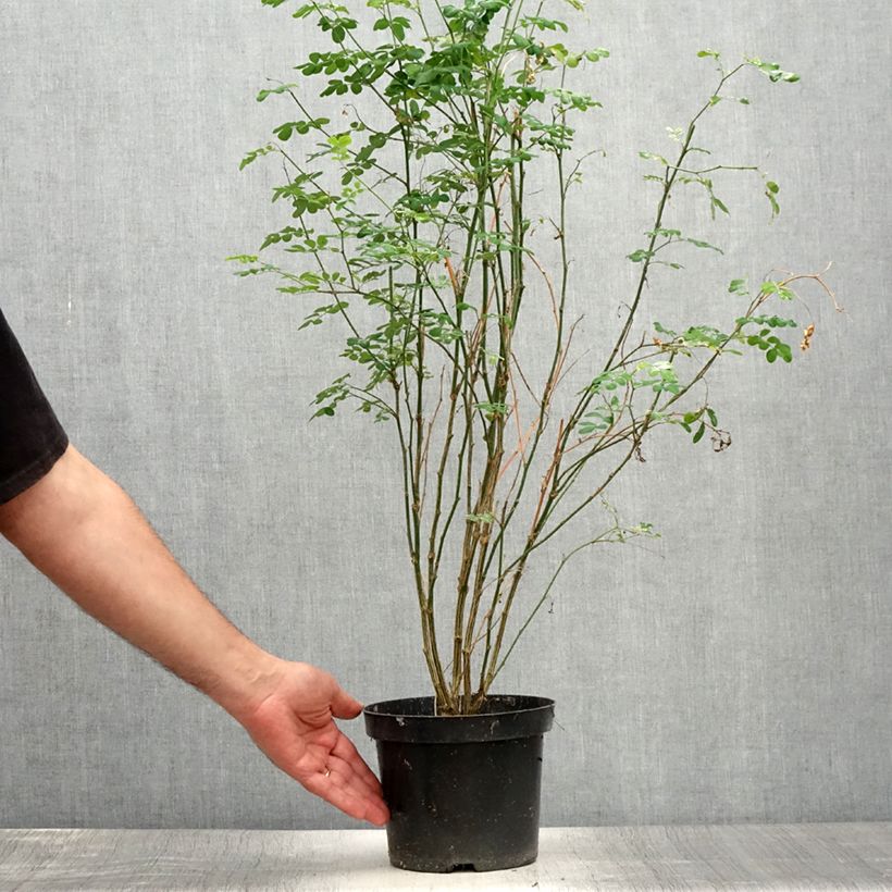 Hippocrepis emerus 1L/1.5L pot sample as delivered in summer