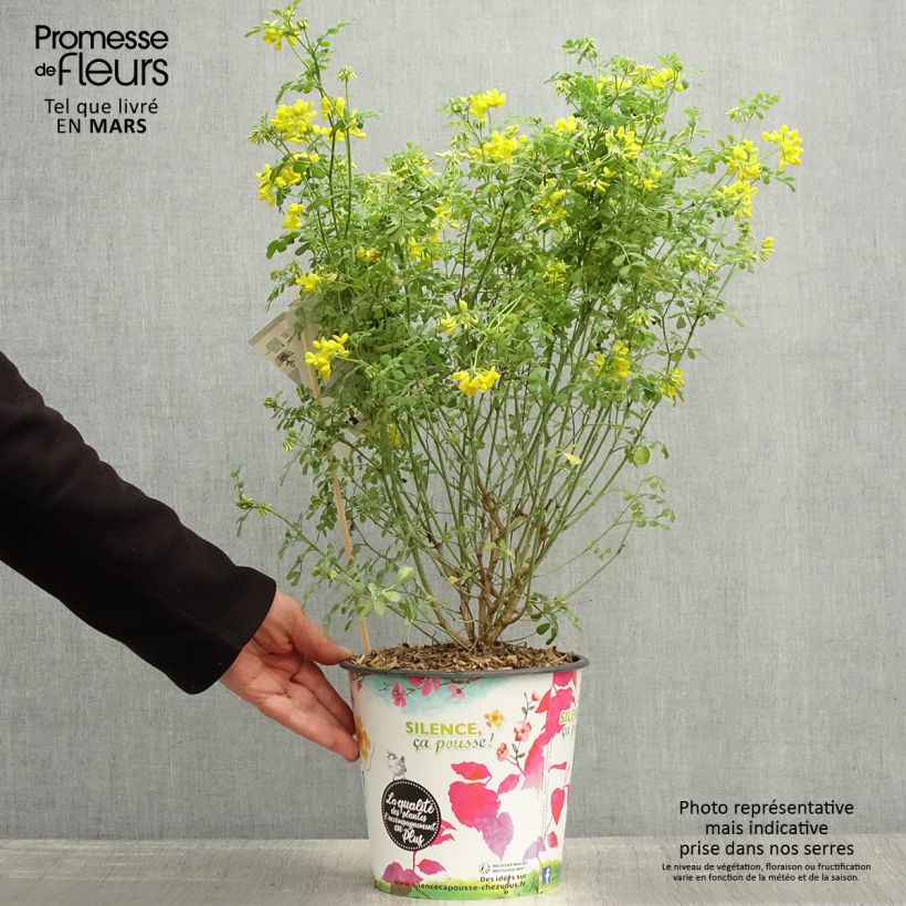 Coronilla valentina subsp. glauca Selection 4L/5L pot sample as delivered in spring