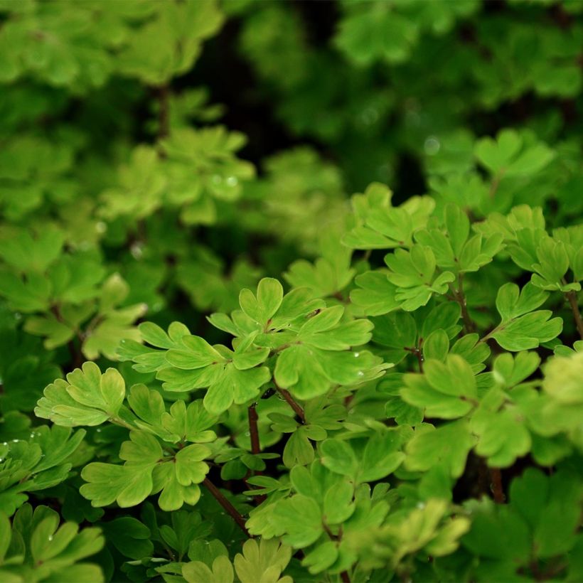 Example of Corydalis flexuosa specimen as delivered