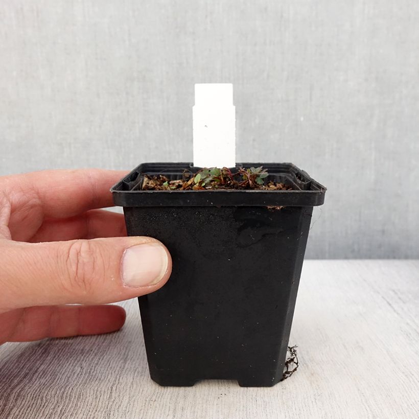 Corydalis curviflora Blue Heron 8/9 cm pot sample as delivered in spring