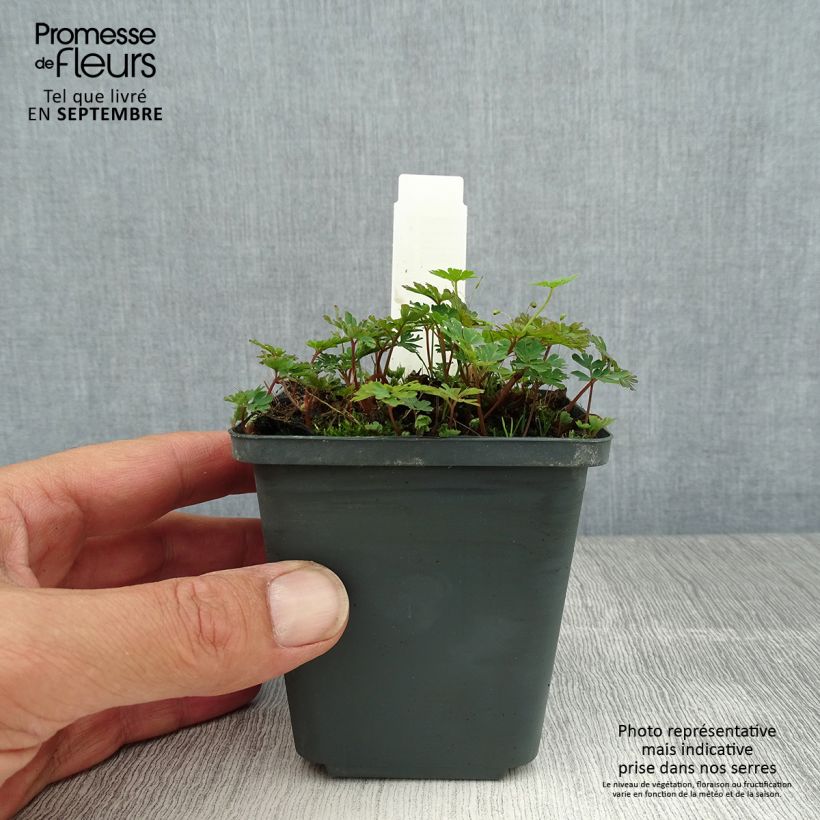 Corydalis flexuosa Purple Leaf 8/9 cm pot sample as delivered in summer