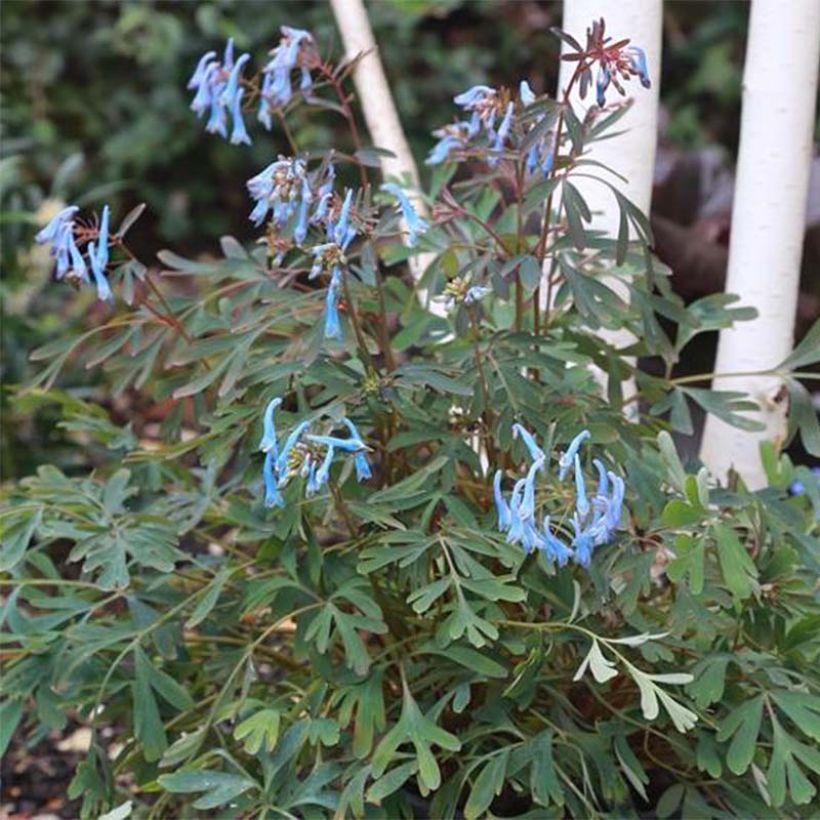 Corydalis flexuosa Porcelain Blue (Flowering)