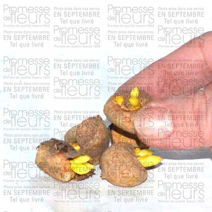 Example of Corydalis solida Beth Evans Bulb size 6+ specimen as delivered