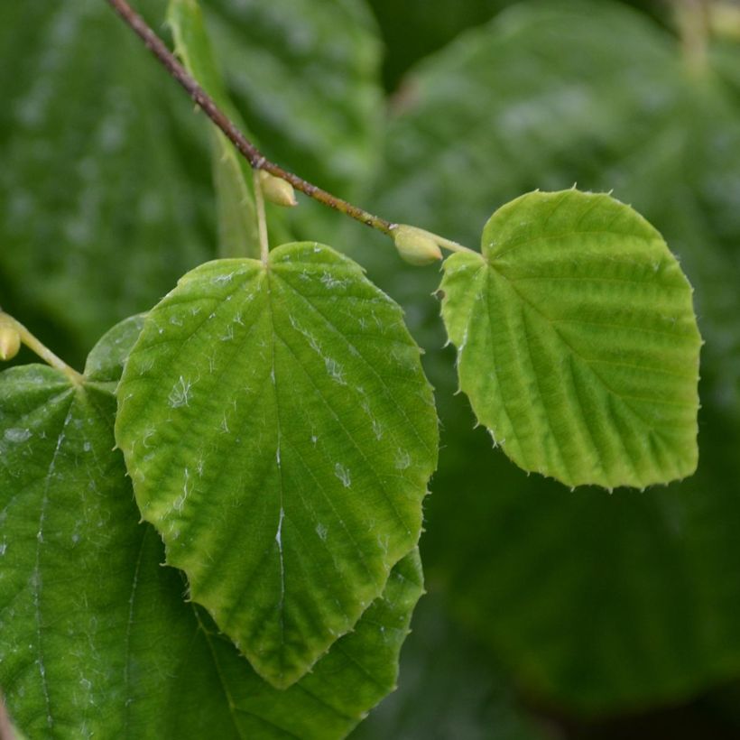 Corylopsis pauciflora (Foliage)