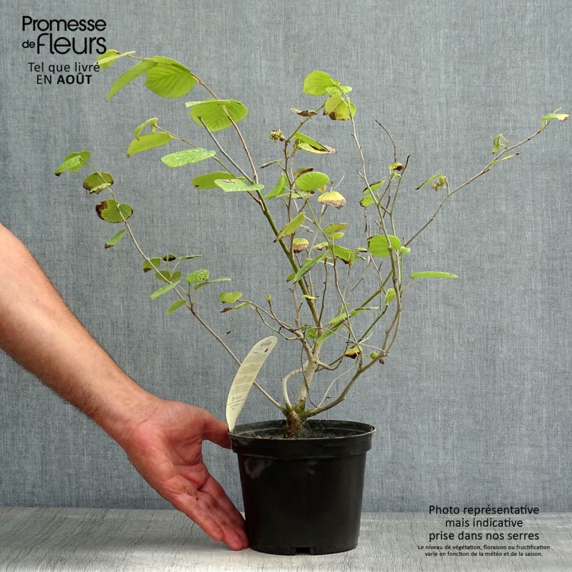 Corylopsis sinensis var. sinensis Spring Purple 2L/3L pot sample as delivered in summer