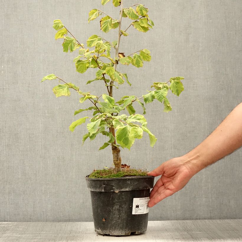 Corylus avellana Agnieszka - Common Hazel 4L/5L pot sample as delivered in summer