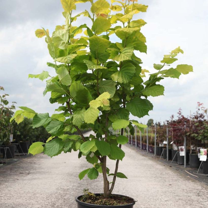 Example of Corylus avellana Aurea - Common Hazel 18L/20L pot specimen as delivered