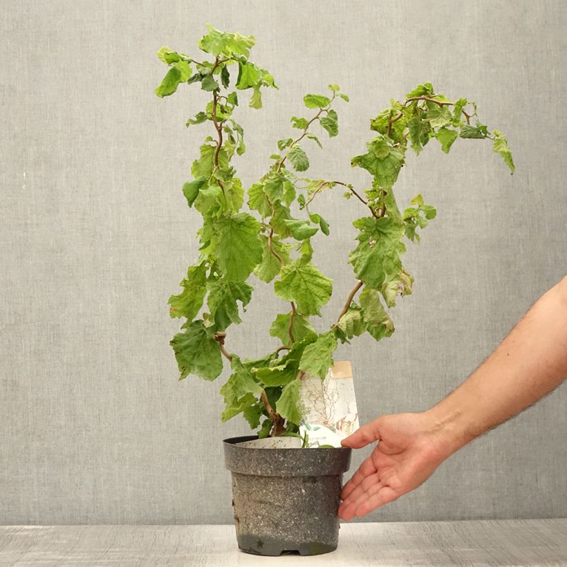 Corylus avellana Medusa - Common Hazel 3L/4L pot sample as delivered in summer