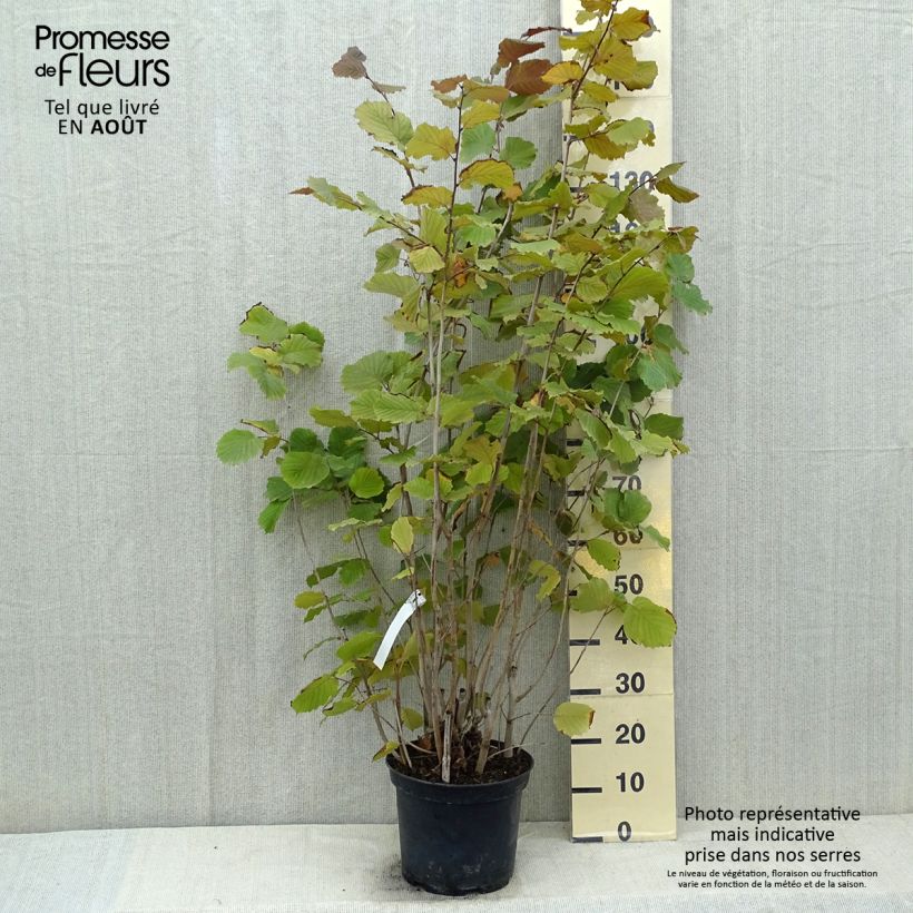 Corylus avellana Rode Zellernoot - Common Hazel 7.5L/10L pot sample as delivered in summer