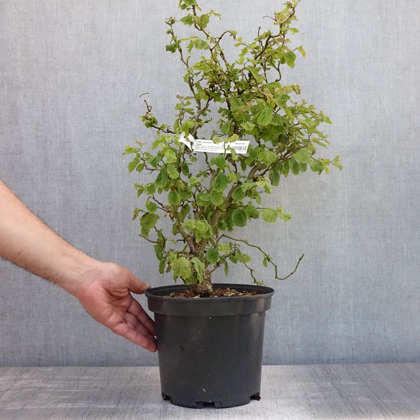 Corylus avellana Scooter - Common Hazel 4L/5L pot sample as delivered in summer