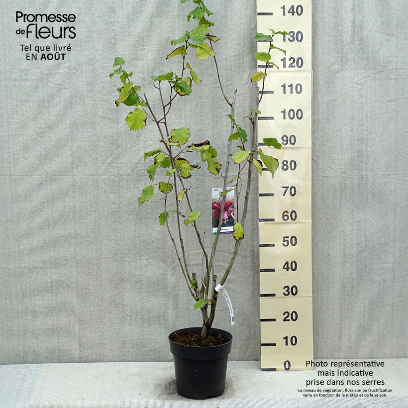 Corylus maxima Juningia - Red Filbert 4L/5L pot sample as delivered in summer