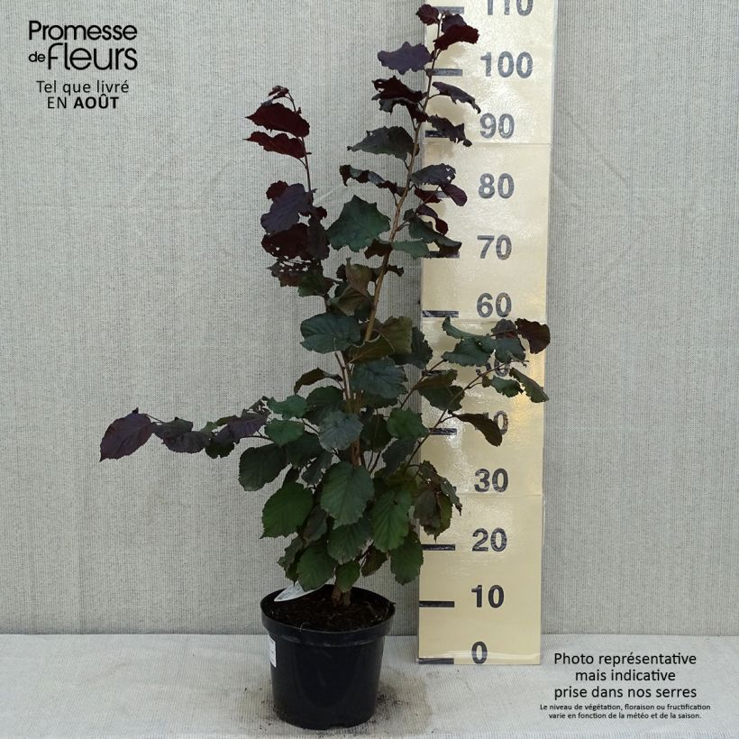 Corylus maxima Purpurea - Red Filbert 3L/4L pot sample as delivered in summer
