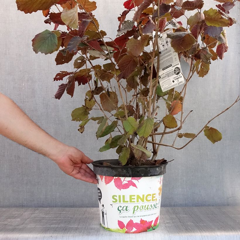 Corylus maxima Purpurea - Red Filbert 7.5L/10L pot sample as delivered in summer