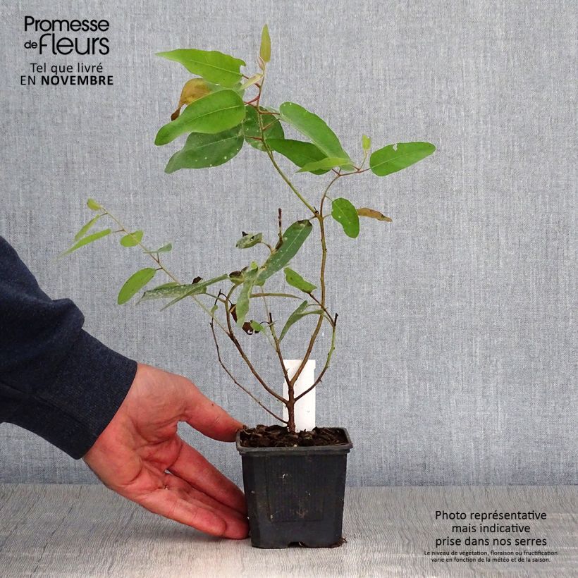 Eucalyptus citriodora 8/9 cm pot sample as delivered in autumn