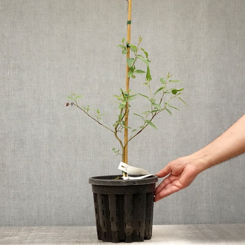 Eucalyptus citriodora 3L/4L pot sample as delivered in summer