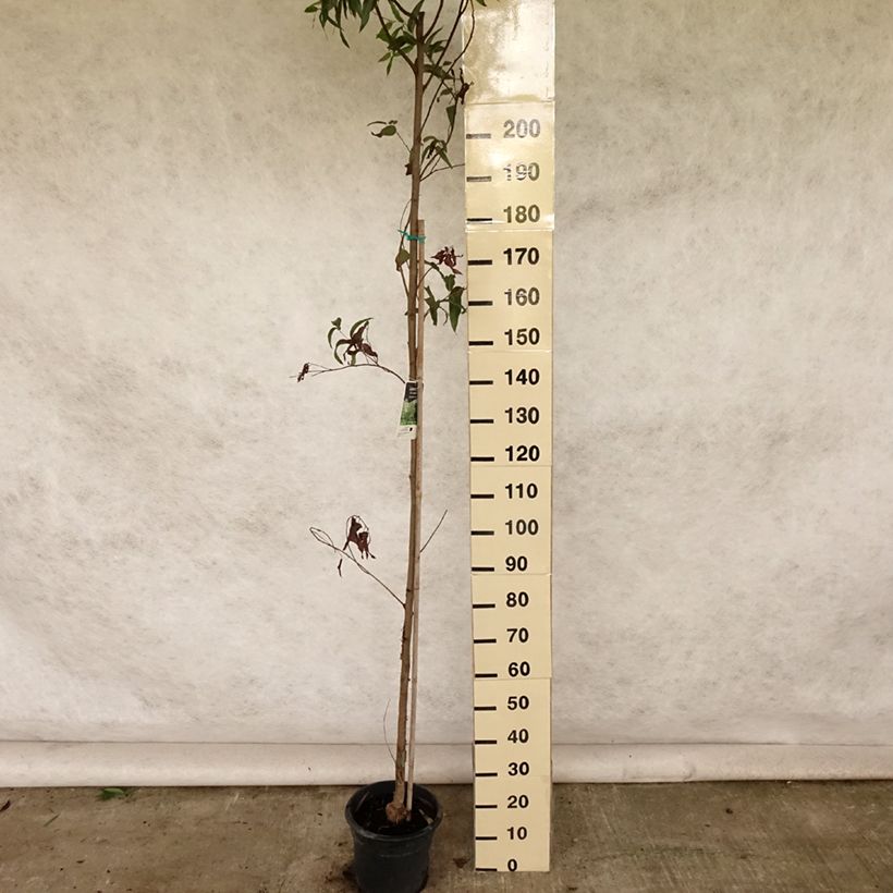 Eucalyptus citriodora 7.5L/10L pot sample as delivered in summer