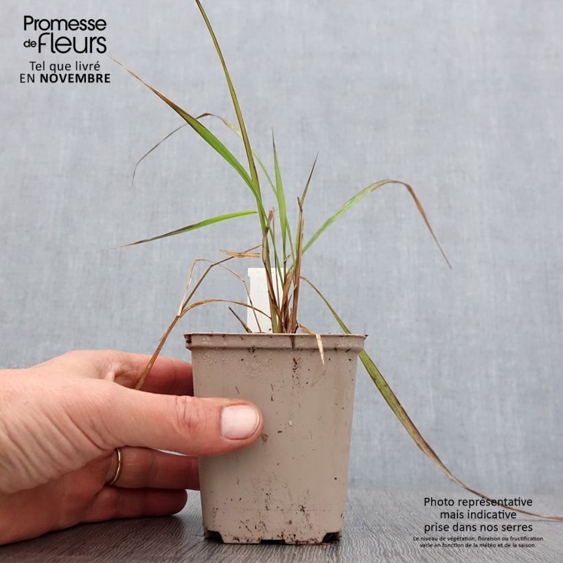 Corynephorus canescens Spiky Blue - Sand fescue 8/9 cm pot sample as delivered in autumn