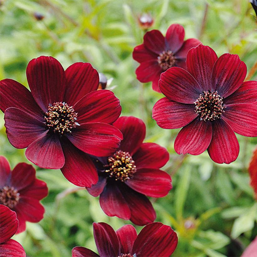 Cosmos atrosanguineus Chocamocha (Flowering)