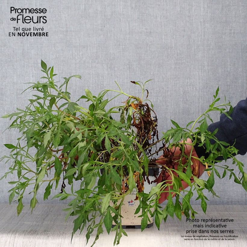 Cosmos atrosanguineus Chocamocha 2L/3L pot sample as delivered in autumn