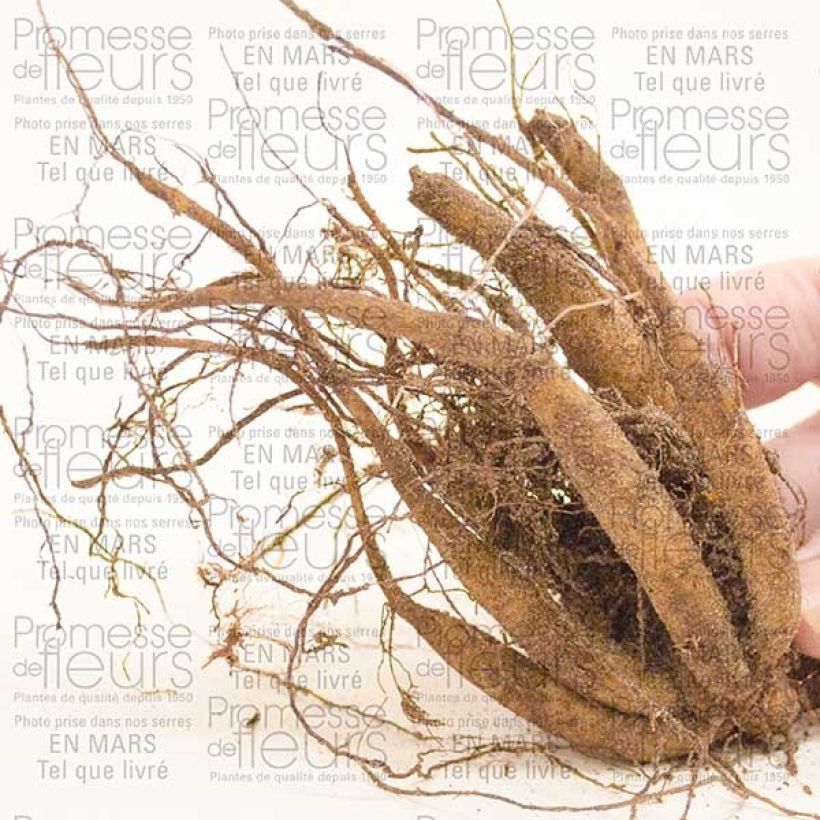 Example of Cosmos atrosanguineus  Bulb size I specimen as delivered